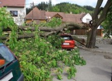 Kwikfynd Tree Cutting Services
kyarran