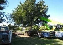 Kwikfynd Tree Management Services
kyarran