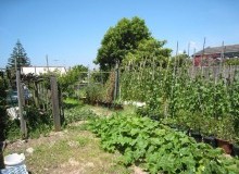 Kwikfynd Vegetable Gardens
kyarran